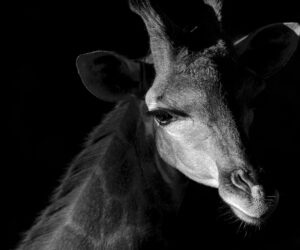 Découvrez Alain Ernoult, Invité d’honneur PHOT’Aubrac 2021