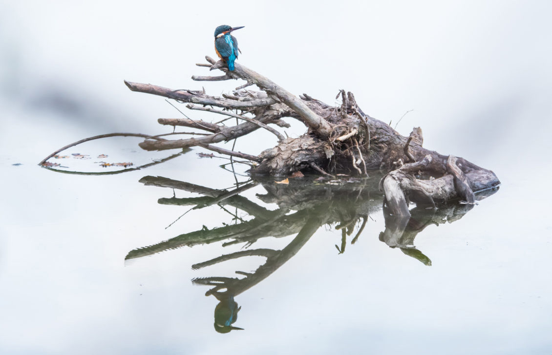 MOREL Etienne PHOT'Aubrac Festival de photographie