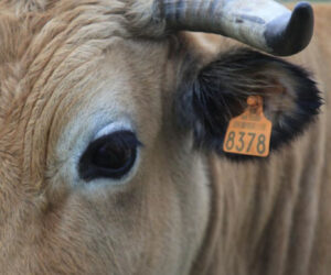 L’Œil de la Photographie s’enflamme pour le festival PHOT’Aubrac!