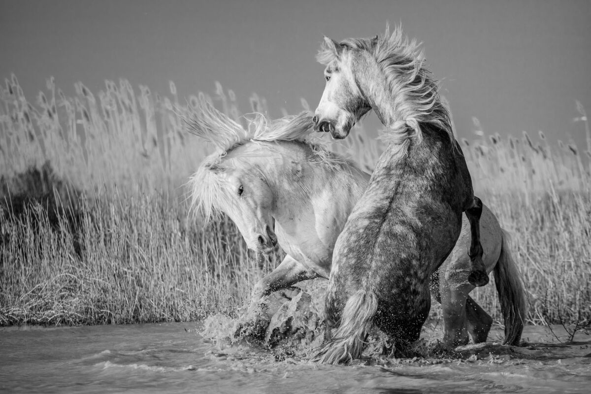 Retrouvez Limage Originale De La Plage Que Cachent Les Manchots Les photographes exposants - PHOT'Aubrac - Festival de photographie